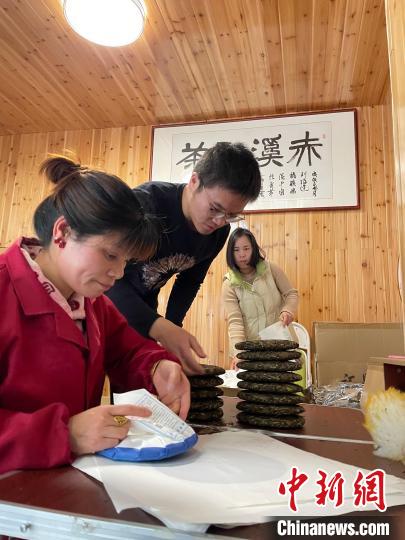 資料圖：杜贏(左二)在整理白茶餅。　林春茵 攝